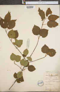 Viburnum dentatum var. lucidum image