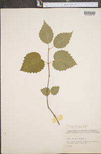 Viburnum dentatum var. lucidum image