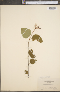 Viburnum dentatum var. lucidum image