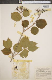 Viburnum dentatum var. lucidum image