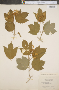 Viburnum trilobum image