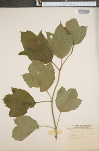 Viburnum trilobum image