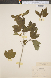 Viburnum trilobum image