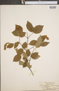 Viburnum rafinesqueanum image