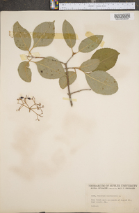 Viburnum cassinoides image