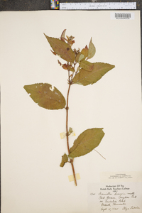 Diervilla lonicera image