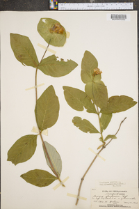 Lonicera dioica image