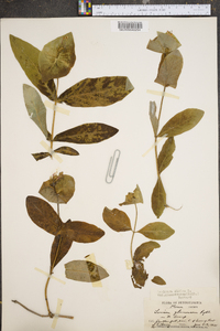 Lonicera dioica image