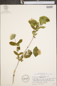 Lonicera flava image