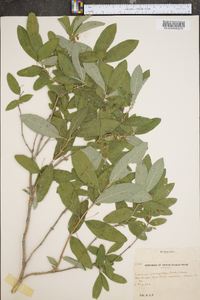 Lonicera oblongifolia image