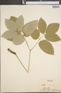 Aralia nudicaulis image