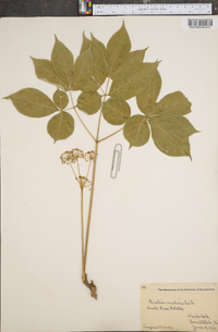 Aralia nudicaulis image