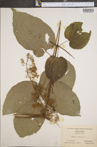 Aralia racemosa image