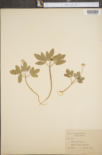 Panax trifolium image