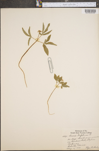 Panax trifolium image