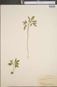 Panax trifolium image