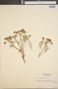 Cymopterus duchesnensis image