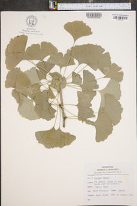 Ginkgo biloba image