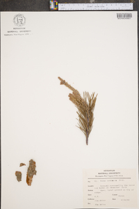 Pinus echinata image