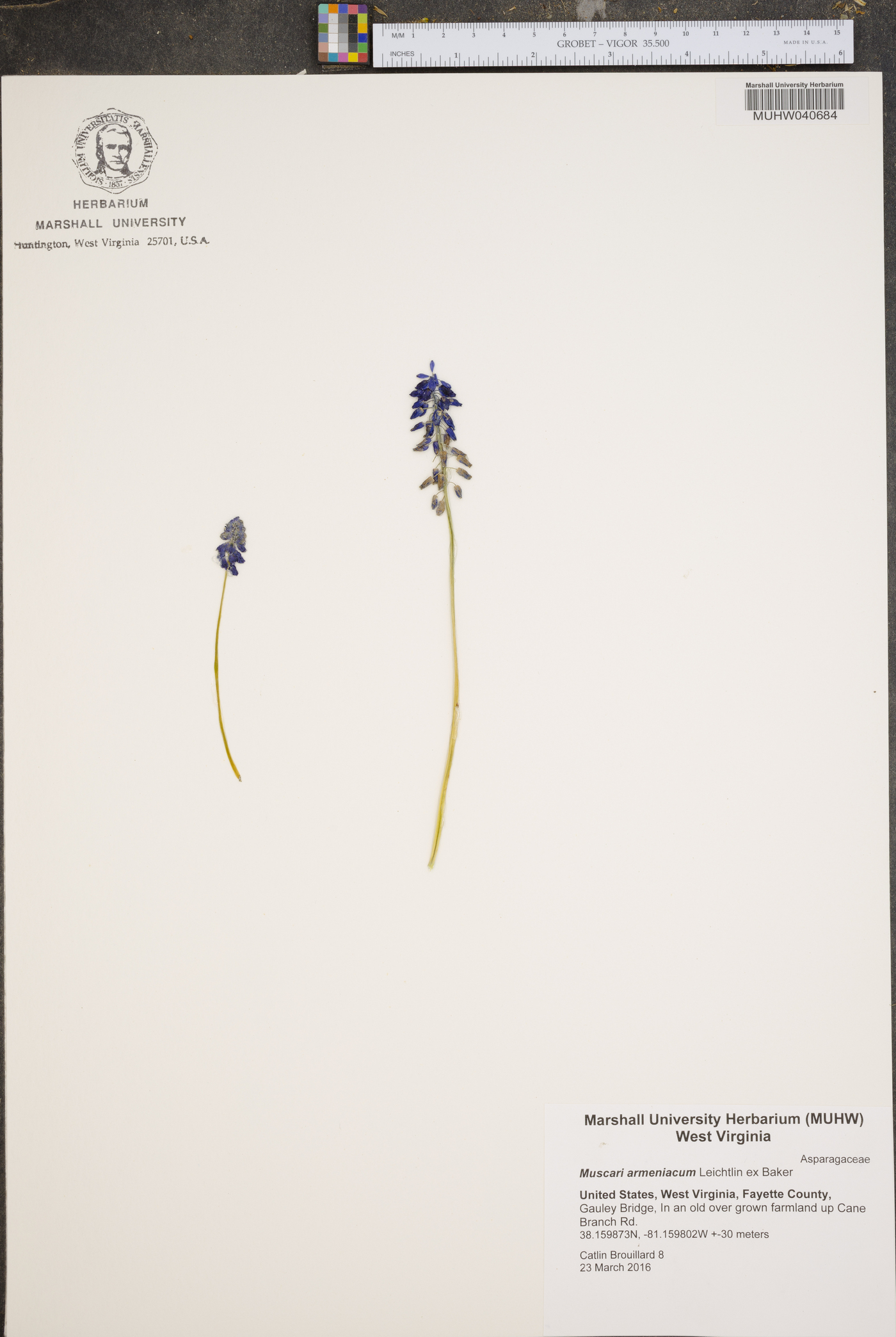 Muscari armeniacum image