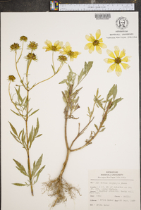 Bidens polylepis image