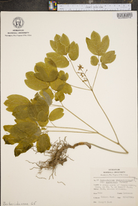 Caulophyllum thalictroides image