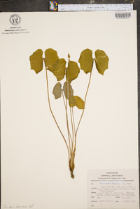 Jeffersonia diphylla image