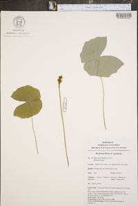 Jeffersonia diphylla image