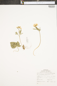 Cardamine angustata image