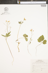 Cardamine angustata image