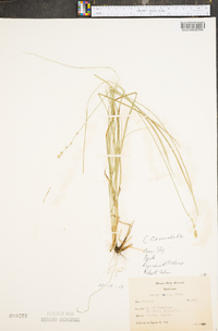 Carex convoluta image