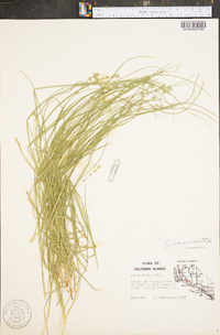 Carex convoluta image