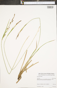 Carex × deamii image