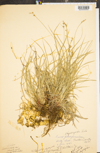 Carex physorhyncha image