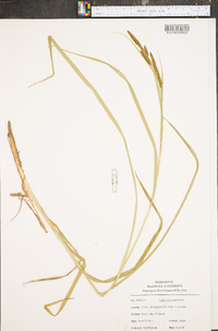 Carex shortiana image