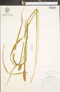 Carex typhina image