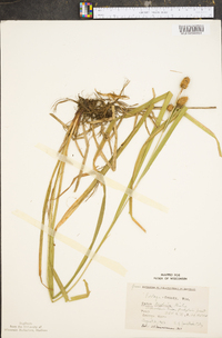 Carex typhina image