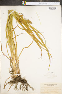 Carex typhinoides image