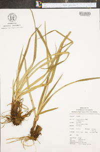 Cyperus prolixus image