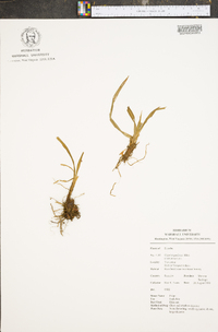 Cyperus prolixus image