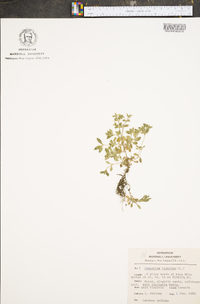 Cerastium viscosum image