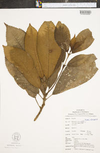 Hedyosmum sprucei image
