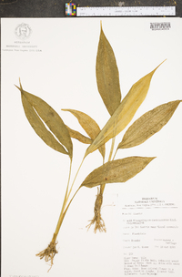 Image of Dicranopygium cuatrecasanum