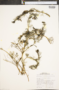 Myriophyllum heterophyllum image