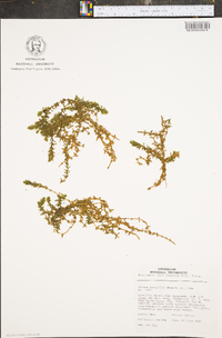 Elodea nuttallii image