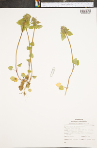 Lamium purpureum image