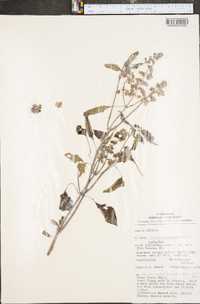 Ocimum micranthum image