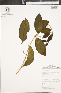 Phthirusa pyrifolia image
