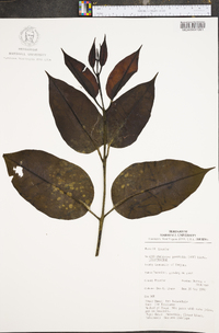 Phthirusa pyrifolia image