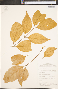 Banisteriopsis caapi image